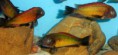 /album/tropheus-ilangi/ryby-08-02-11-059-jpg/